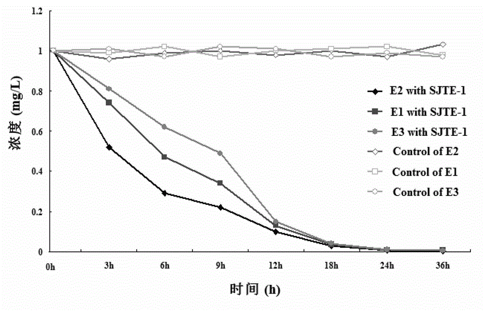 Pseudomonas putida capable of efficiently degrading estrogen and acquisition and application thereof