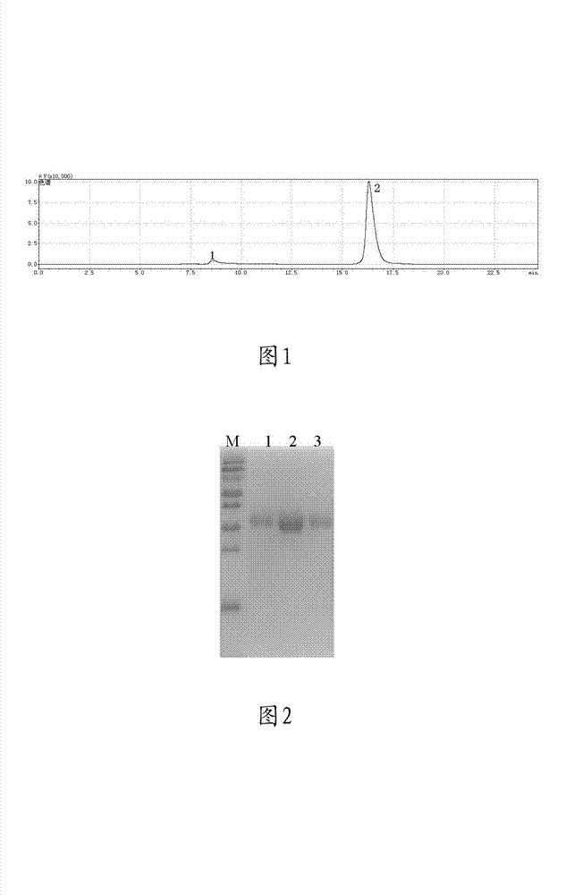 Method for preparing polyethylene glycol (PEG) and nerve growth factor (NGF) conjugate