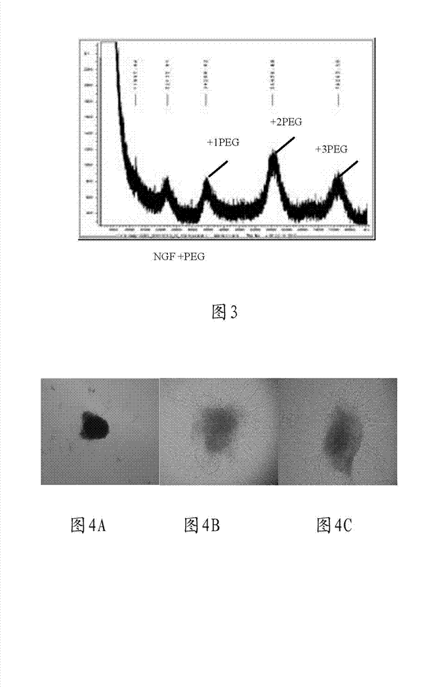 Method for preparing polyethylene glycol (PEG) and nerve growth factor (NGF) conjugate