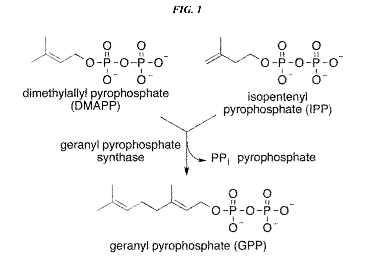 Recombinant production systems for prenylated polyketides of the cannabinoid family