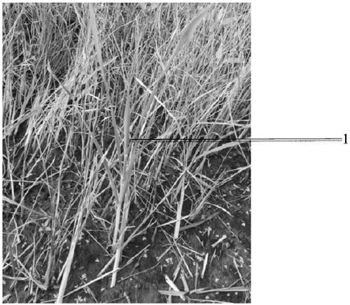 Rice ACCase mutant gene and application thereof in herbicide resistance of plants