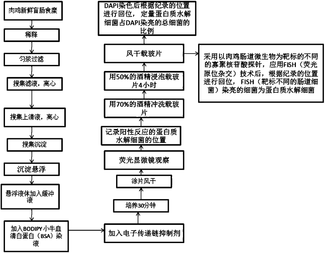 Method for rapidly detecting broiler cecal proteolytic bacteria