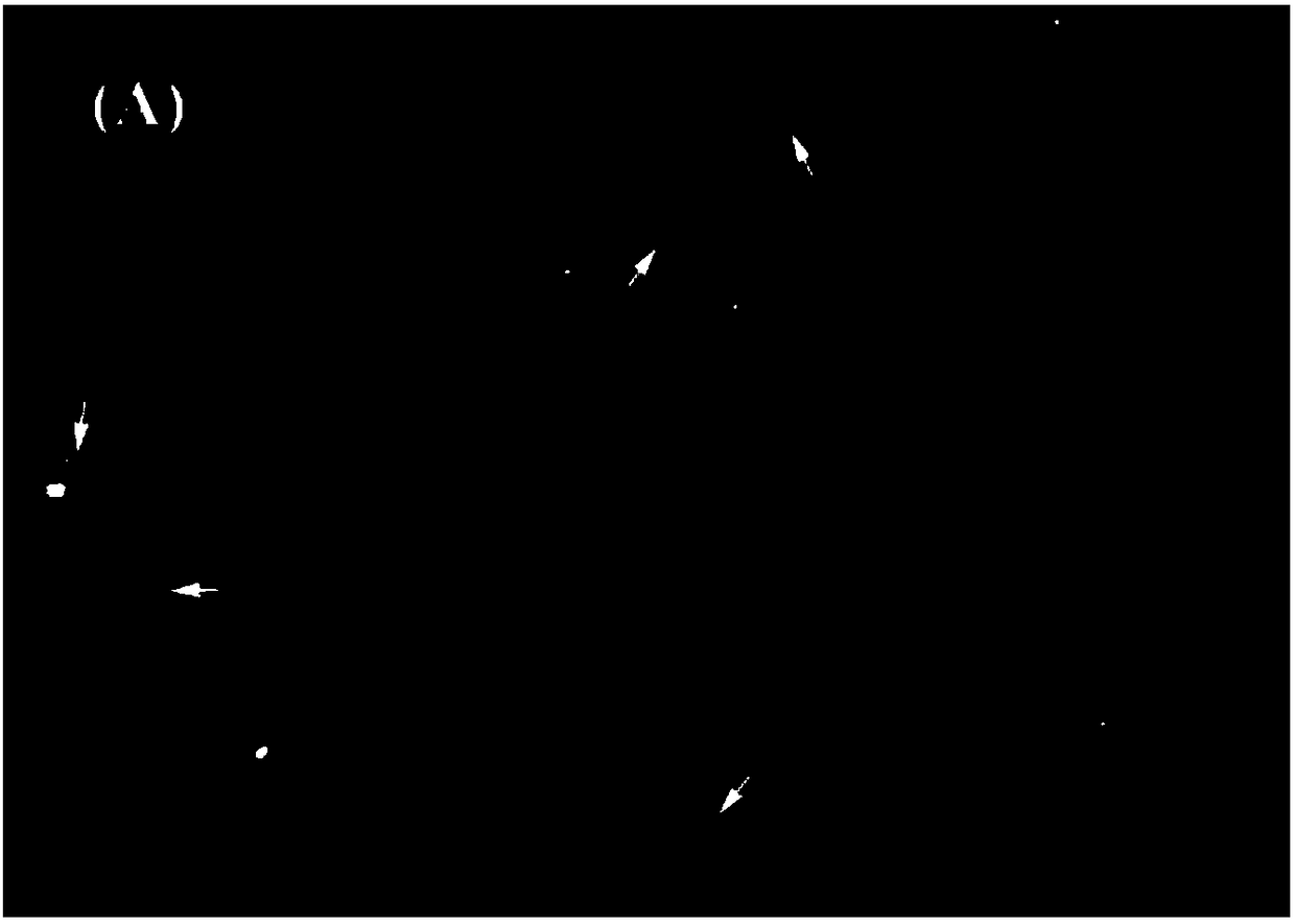 Method for rapidly detecting broiler cecal proteolytic bacteria