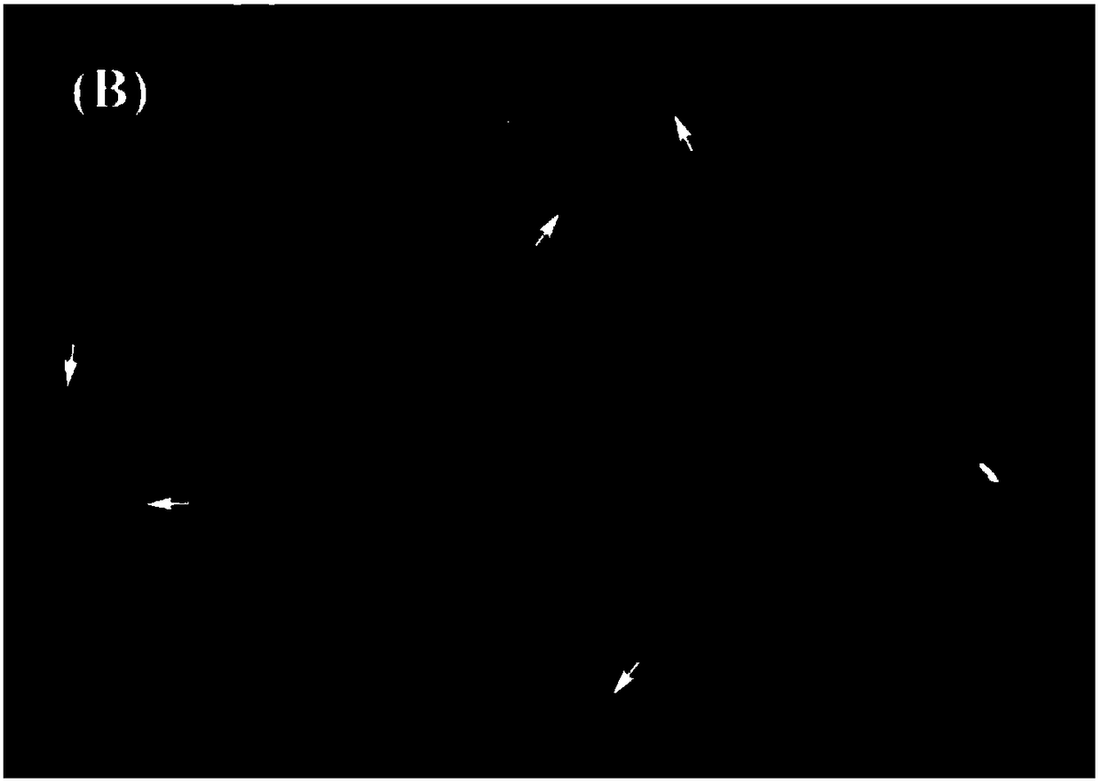 Method for rapidly detecting broiler cecal proteolytic bacteria