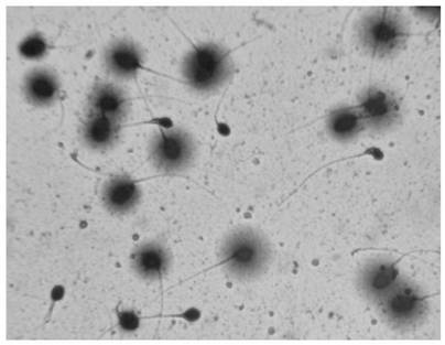 Sperm DNA fragment detection kit and detection method thereof