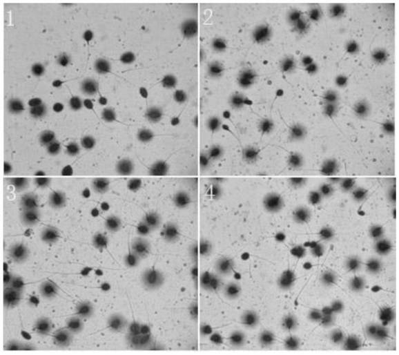 Sperm DNA fragment detection kit and detection method thereof