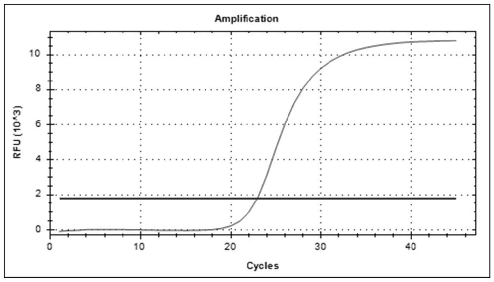 PCR amplification primer and probe for detecting AMY2B gene copy number and application of PCR amplification primer and probe