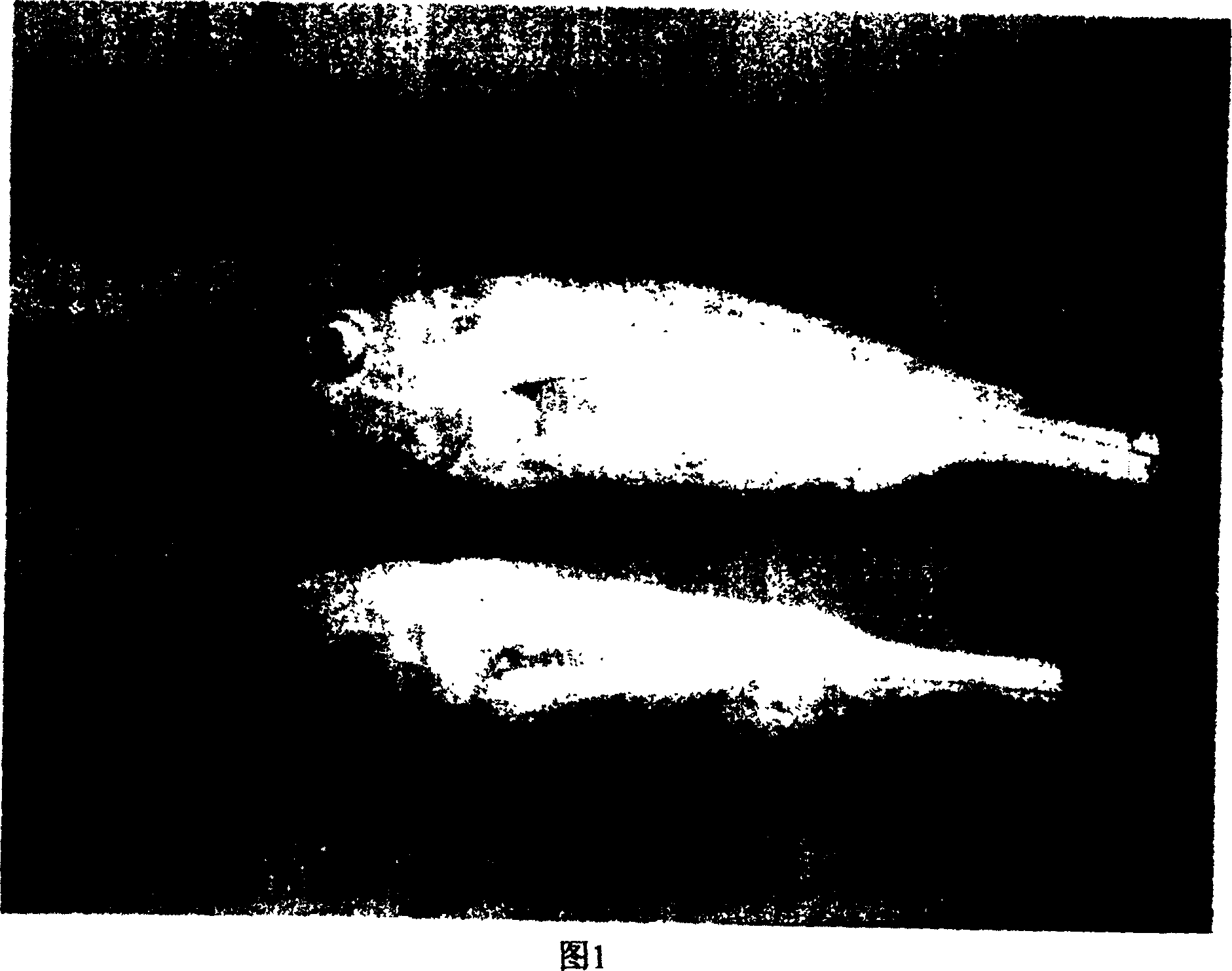 Method for culturing an artificial cultured pseudosciaena crocea