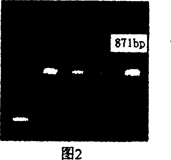 Method for culturing an artificial cultured pseudosciaena crocea