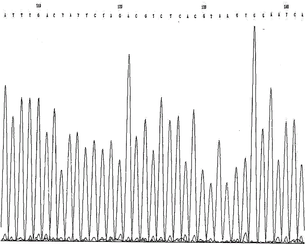 Method and kit for detecting rs2878677 locus of susceptibility gene of hypertension
