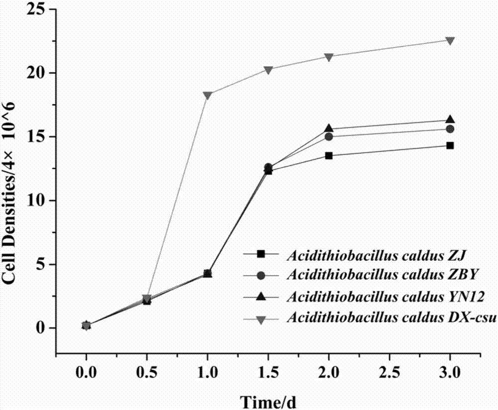 Application of acidithiobacillus caldus