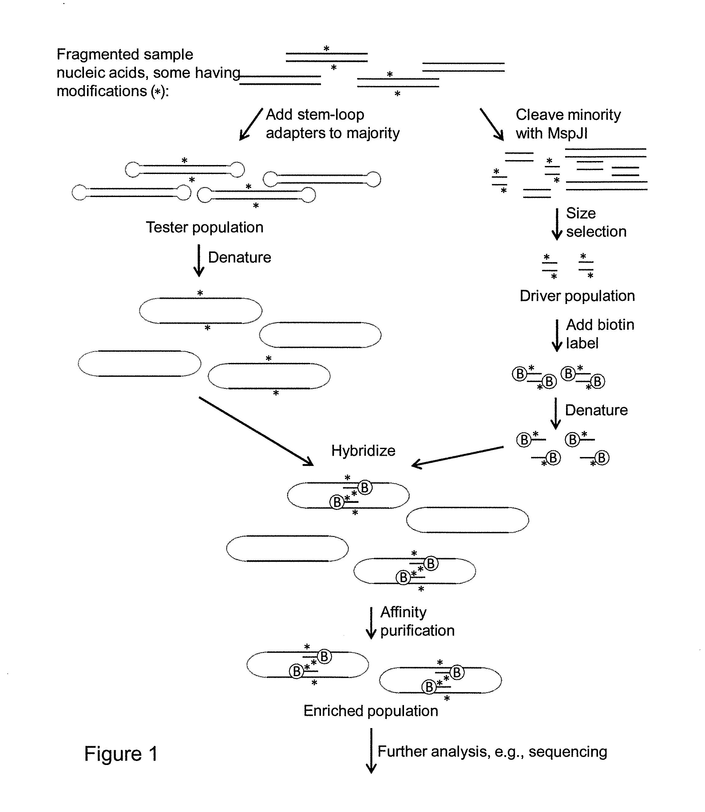 Compositions and methods for selection of nucleic acids containing modified bases