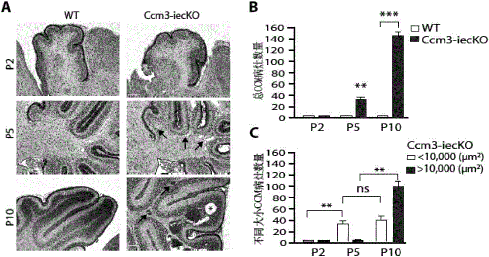 Establishment method and application of CCM3 knockout mouse model