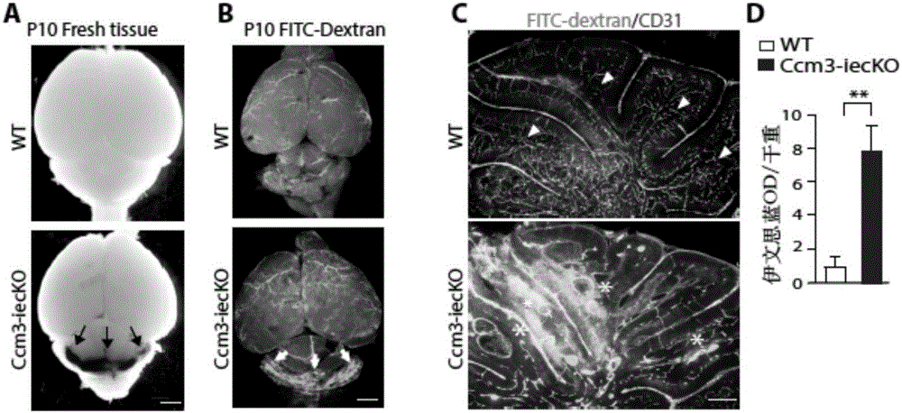 Establishment method and application of CCM3 knockout mouse model