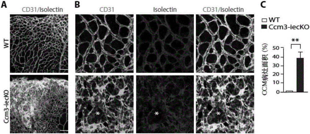 Establishment method and application of CCM3 knockout mouse model