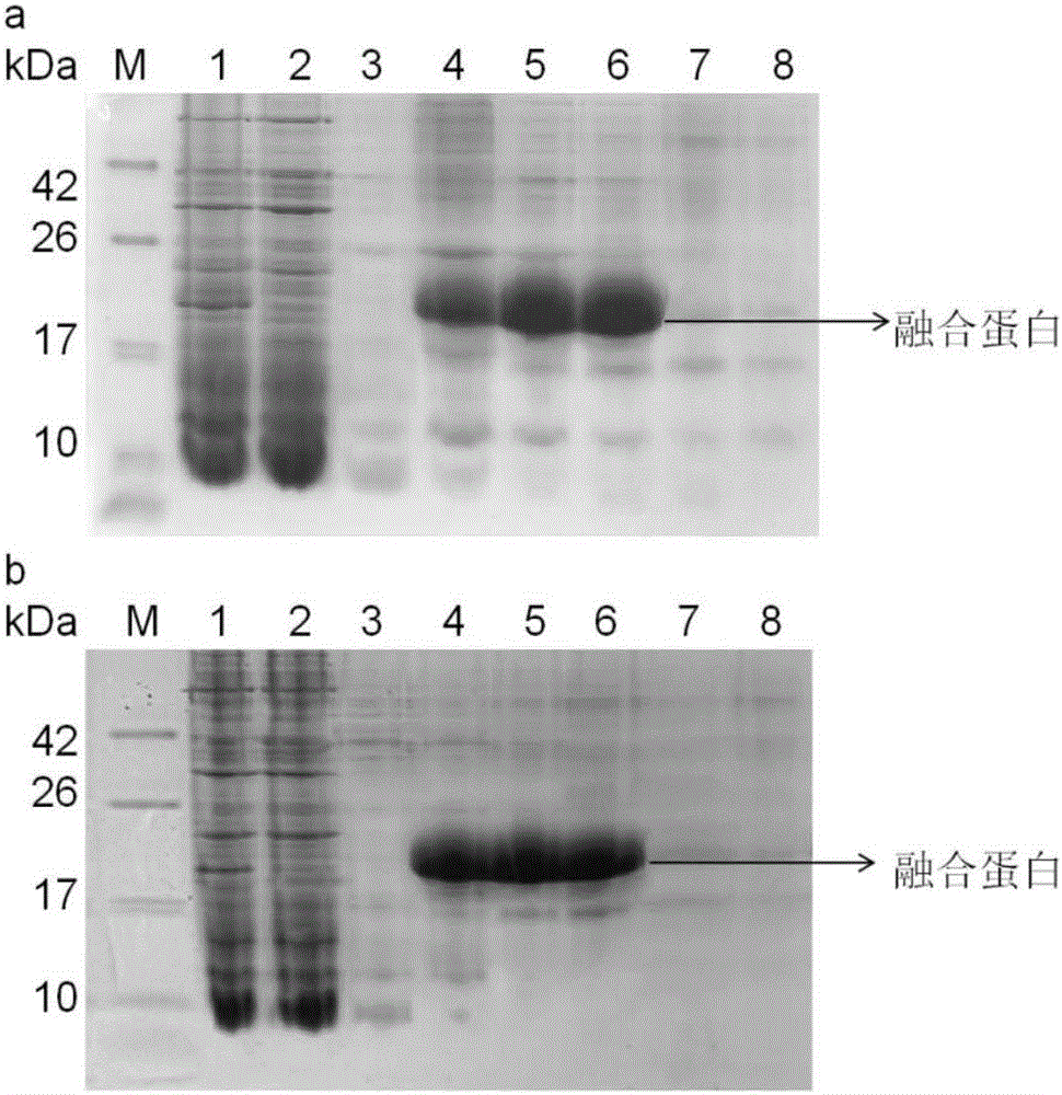 Hybrid peptide expressed via Bacillus subtilis, and preparation method and application thereof