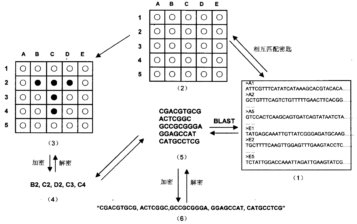 Virtual genome-based cryptosystem (VGC)