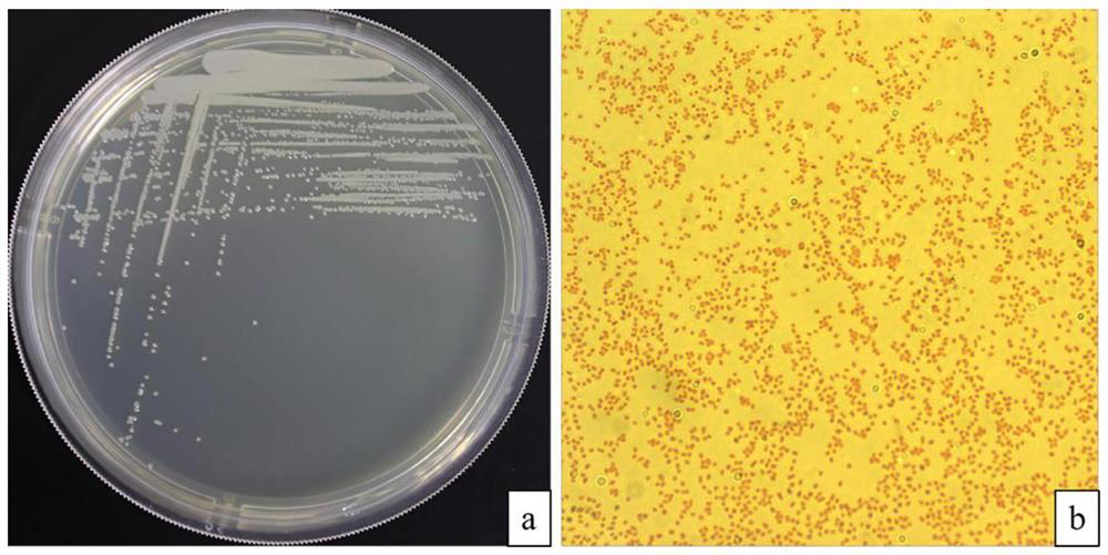 Serratia marcescens YP1 with strong pathogenicity and strong drug resistance to fishes and application of serratia marcescens YP1