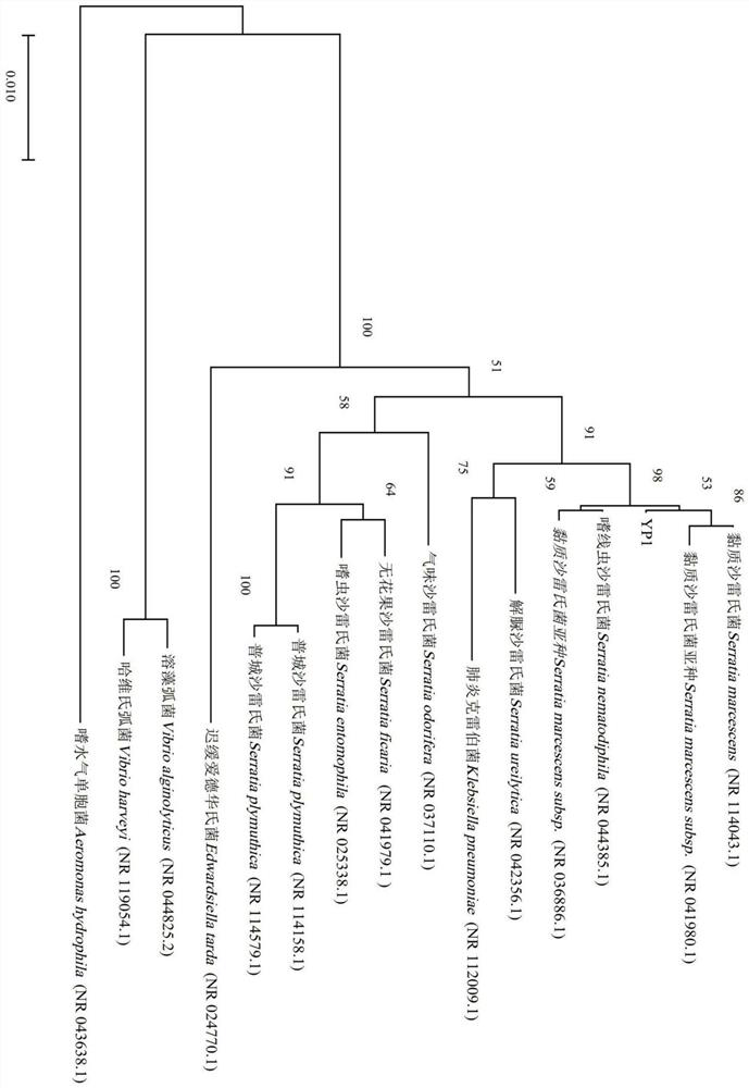 Serratia marcescens YP1 with strong pathogenicity and strong drug resistance to fishes and application of serratia marcescens YP1