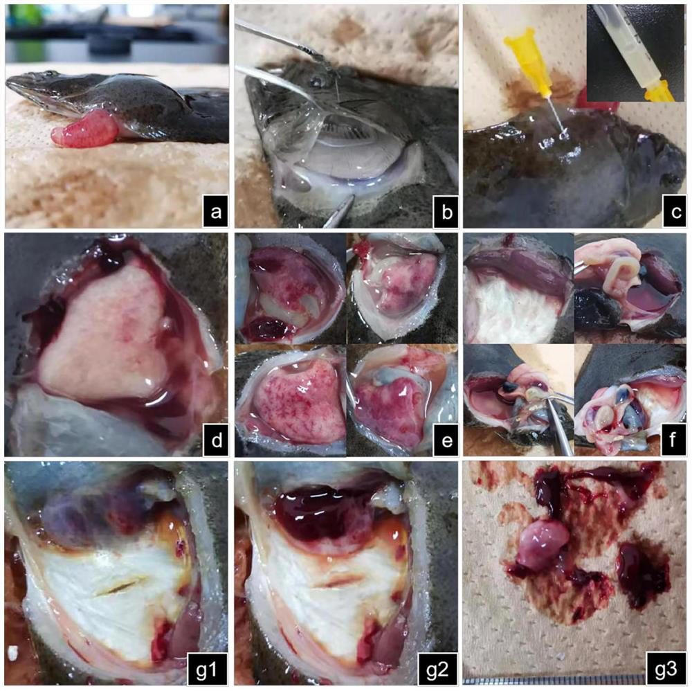 Serratia marcescens YP1 with strong pathogenicity and strong drug resistance to fishes and application of serratia marcescens YP1