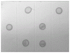 Hybridoma cell line secreting monoclonal antibody against citrus recession virus and its application