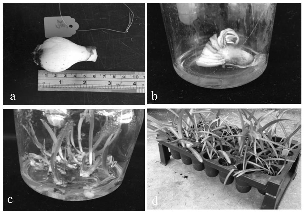 Method of Tissue Culture Breeding of Hippeastrum