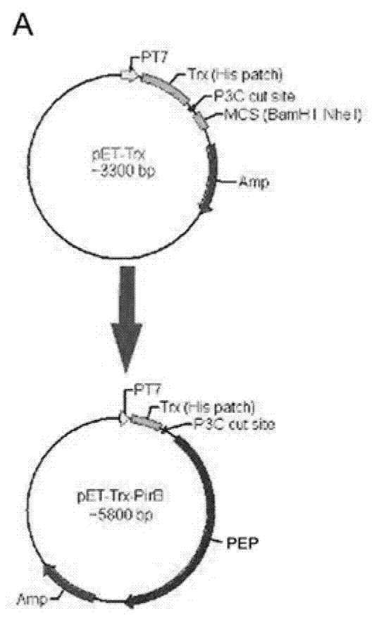 PirB extracellular polypeptide and application