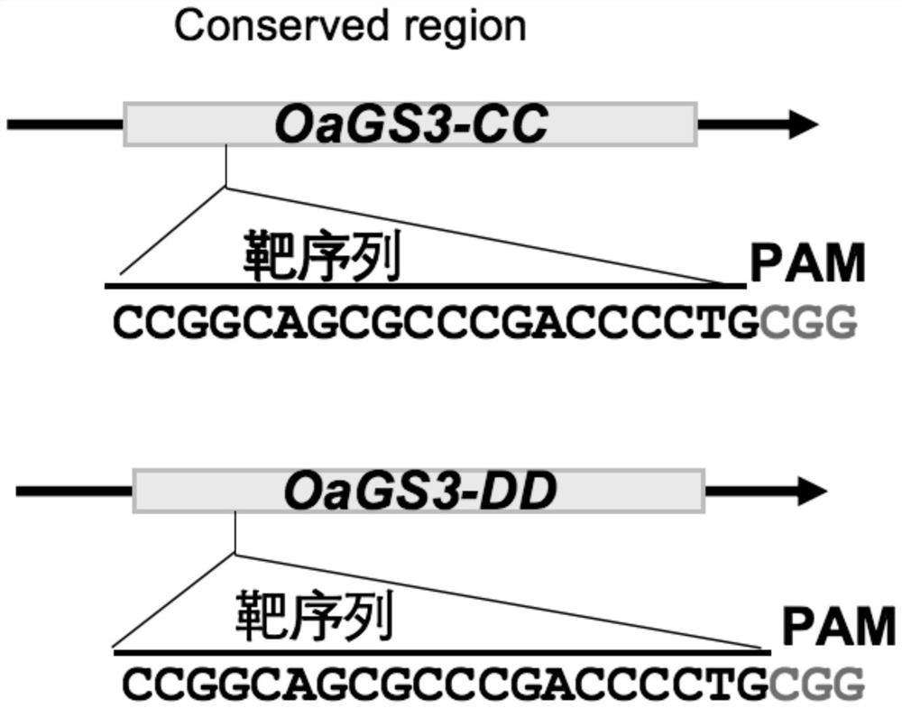 Application of substance inhibiting expression of OaGS3 gene to regulating and controlling grain length of tetraploid wild rice