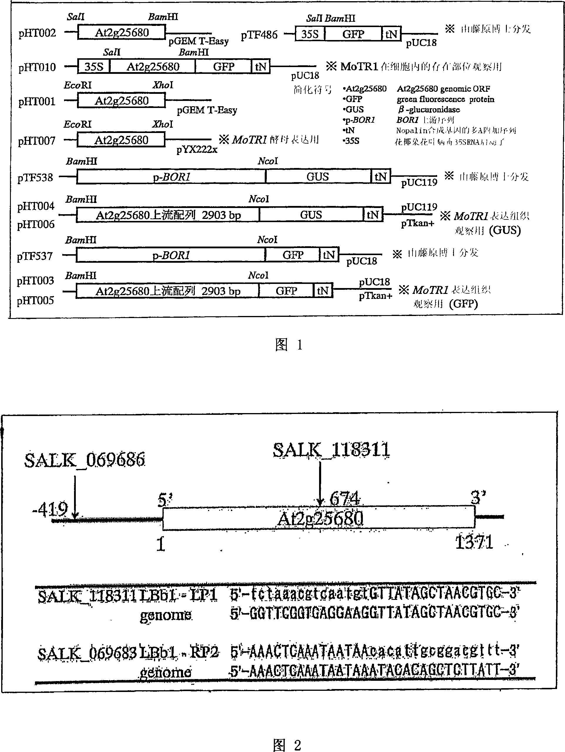 Molybdenum transporter and gene thereof