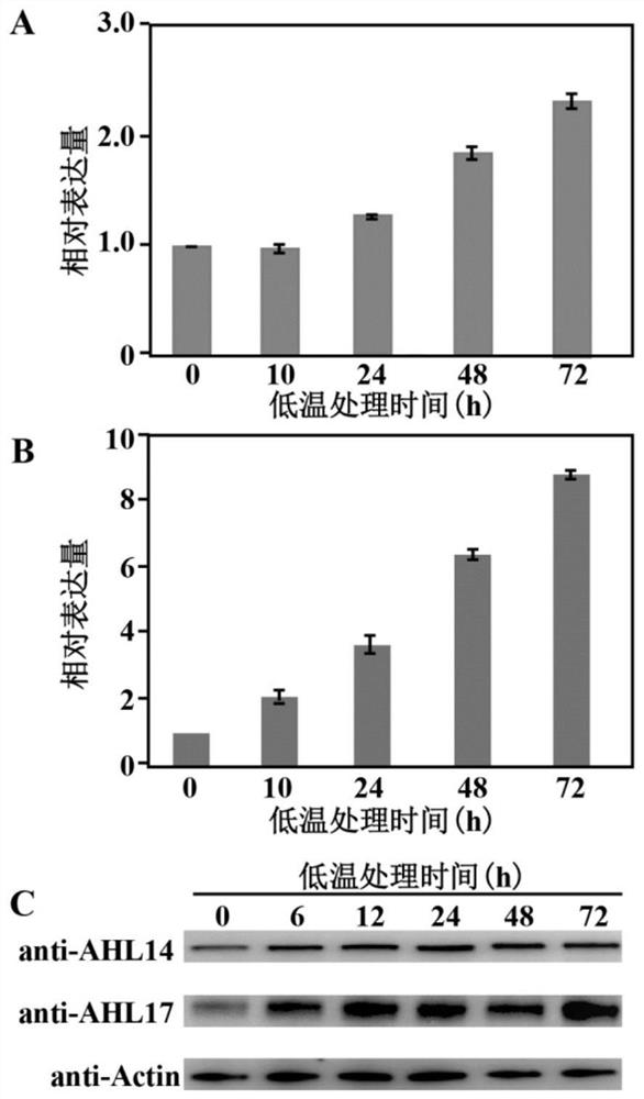 Hovenia trifoliate transcription factor ptrahl and its application in genetic improvement of plant cold resistance