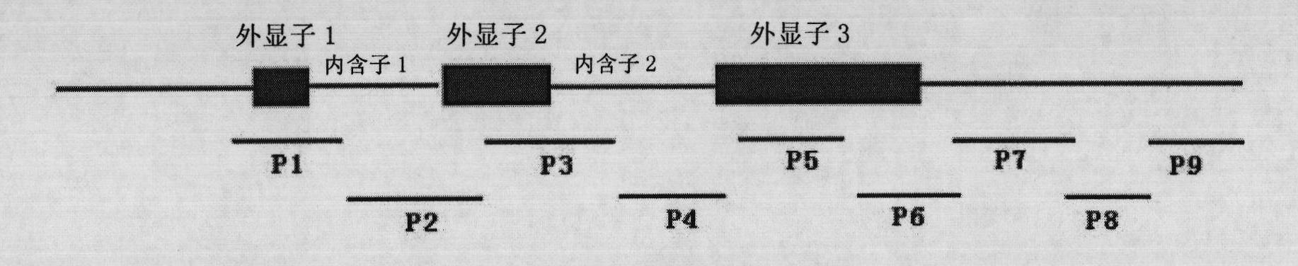 Method for detecting number of littermate and characters of sow