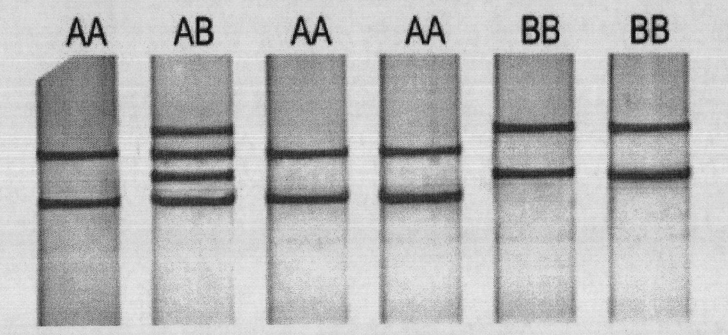 Method for detecting number of littermate and characters of sow