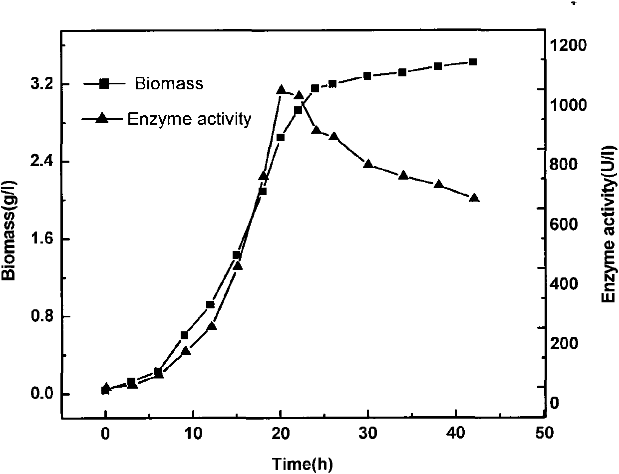 Method for producing R-mandelic acid and derivates thereof by biocatalysis