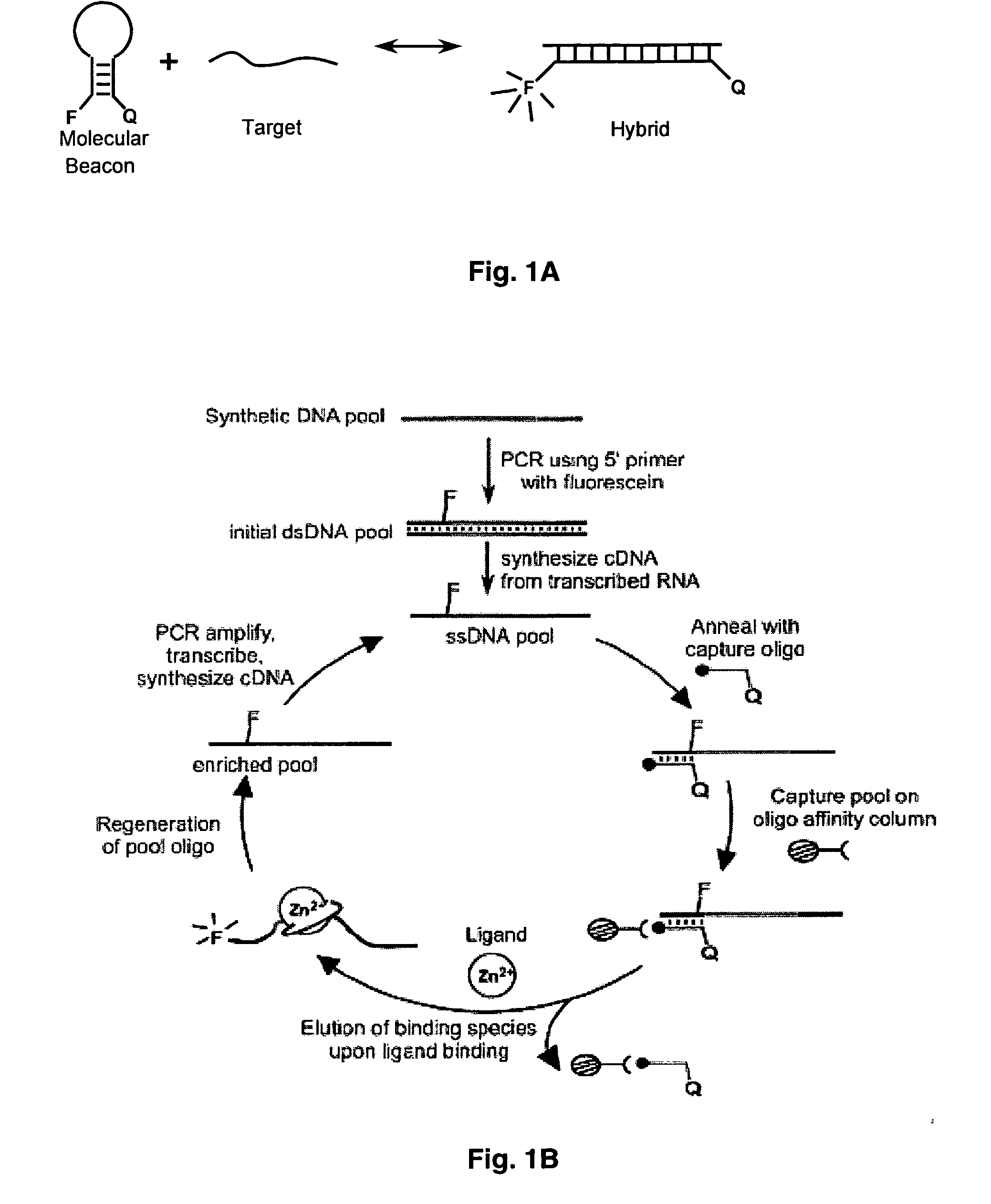 In vitro selection of aptamer beacons