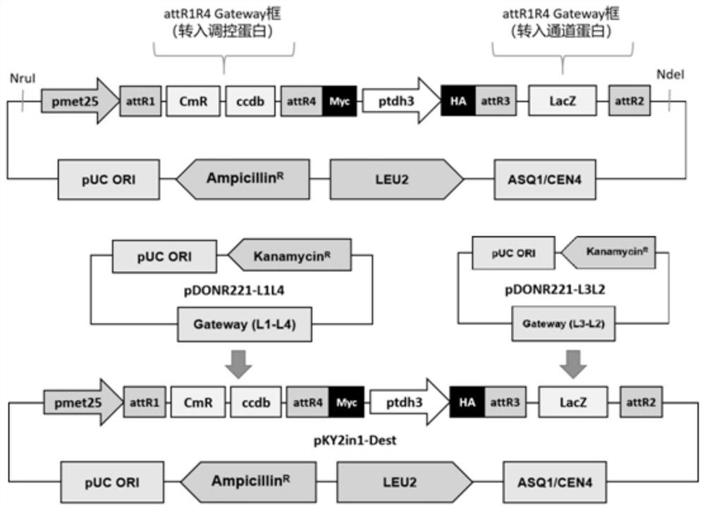 Recombinant vector, expression vector, genetically engineered bacterium and application thereof