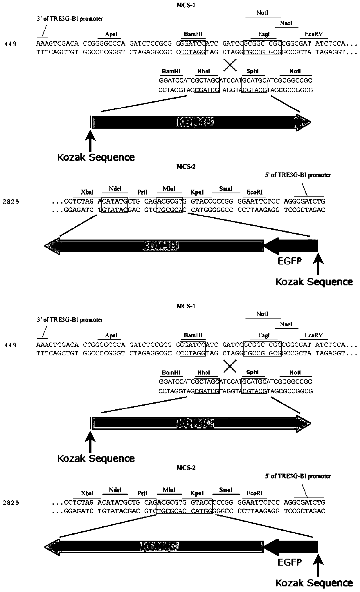 A vector, cell and method for improving bovine cloning efficiency based on the modification of histone methylation level