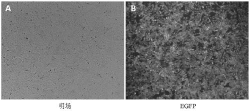 A vector, cell and method for improving bovine cloning efficiency based on the modification of histone methylation level