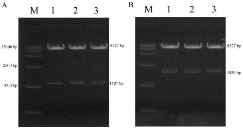 Recombinant baculovirus transfer vector containing porcine pseudorabies virus gD protein gene, recombinant baculovirus and preparation method and application thereof