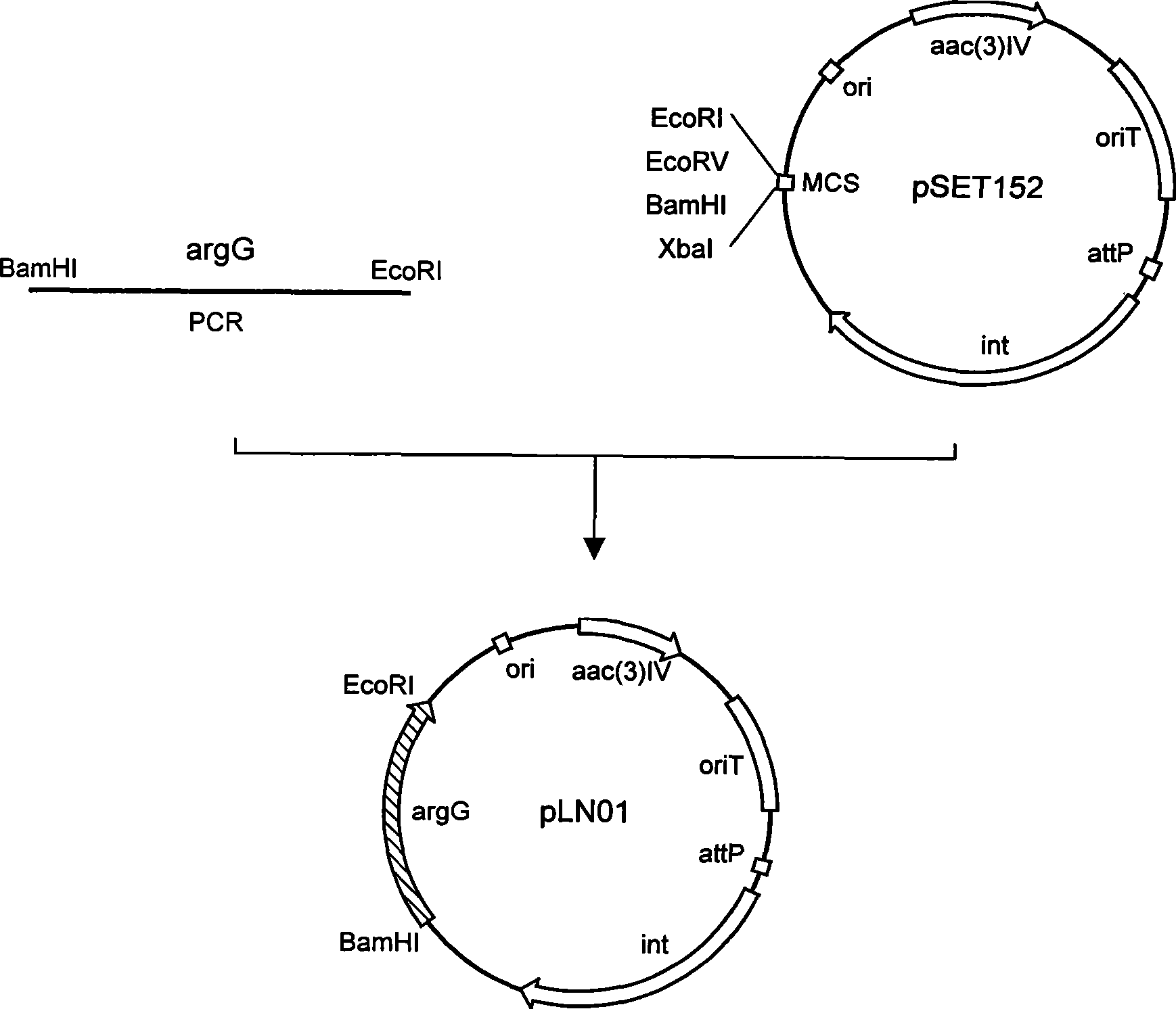 Streptomyces clavuligerus, as well as preparation method and application thereof