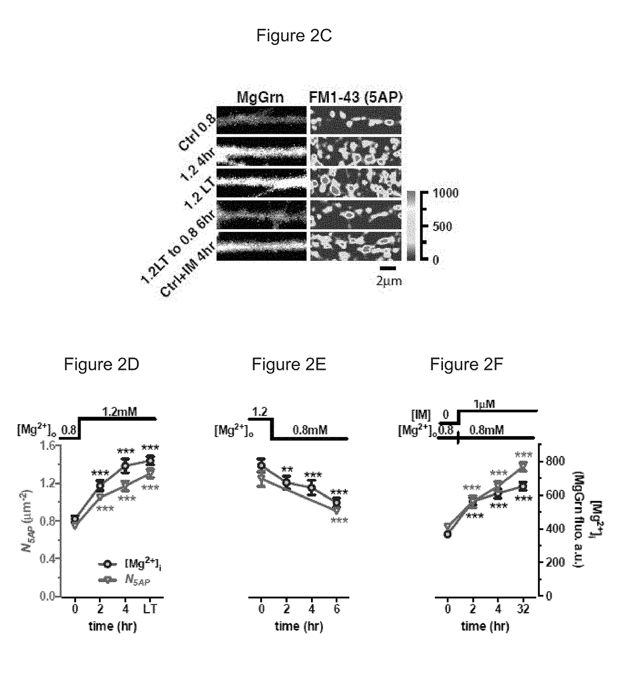 Methods of modifying neuronal function by changing intracellular magnesium levels