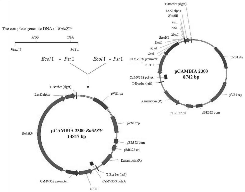 Brassica napus male sterile gene BnMS5e, cDNA, protein, vector, engineering bacterium and application thereof