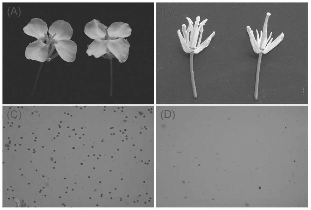 Brassica napus male sterile gene BnMS5e, cDNA, protein, vector, engineering bacterium and application thereof