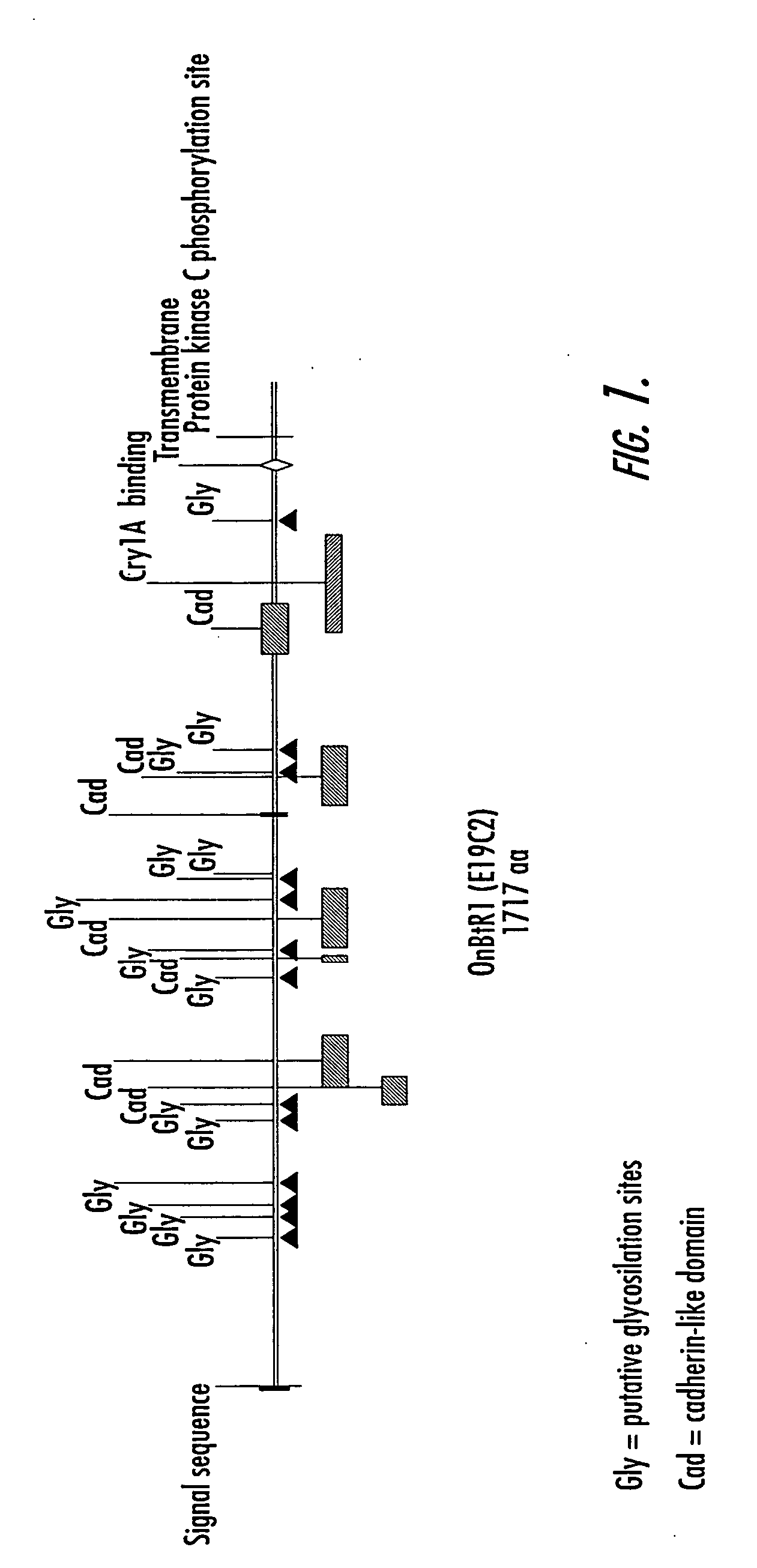 Novel Bt toxin receptors from lepidopteran insects and methods of use