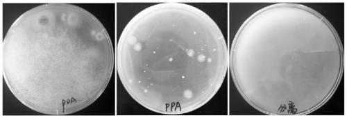 A rapid separation and detection method for fusarium in a sample and the culture medium used