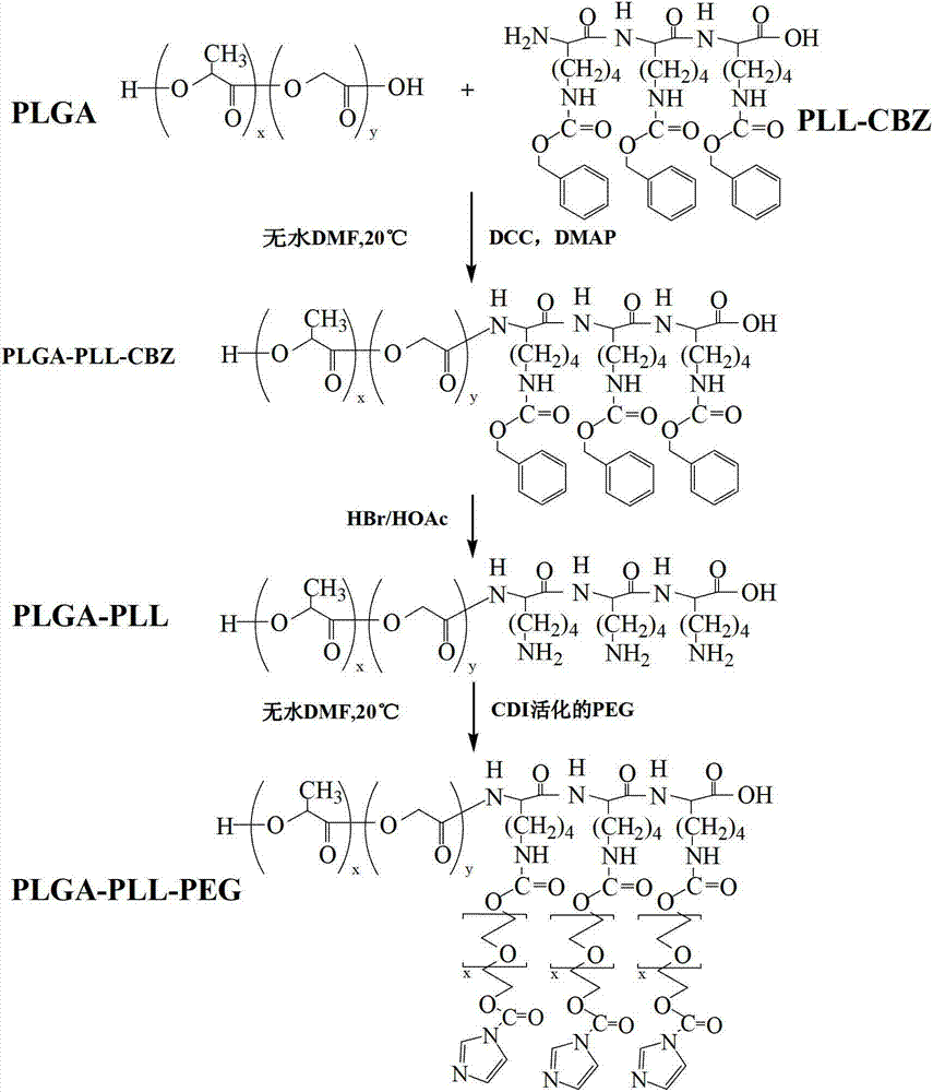 Preparation and application of mixed structure PLGA-PLL-PEG targeting polymer carrier