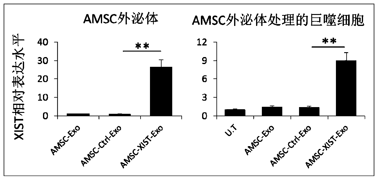 Preparation and application of XIST-modified adipose-derived mesenchymal stem cell exosomes