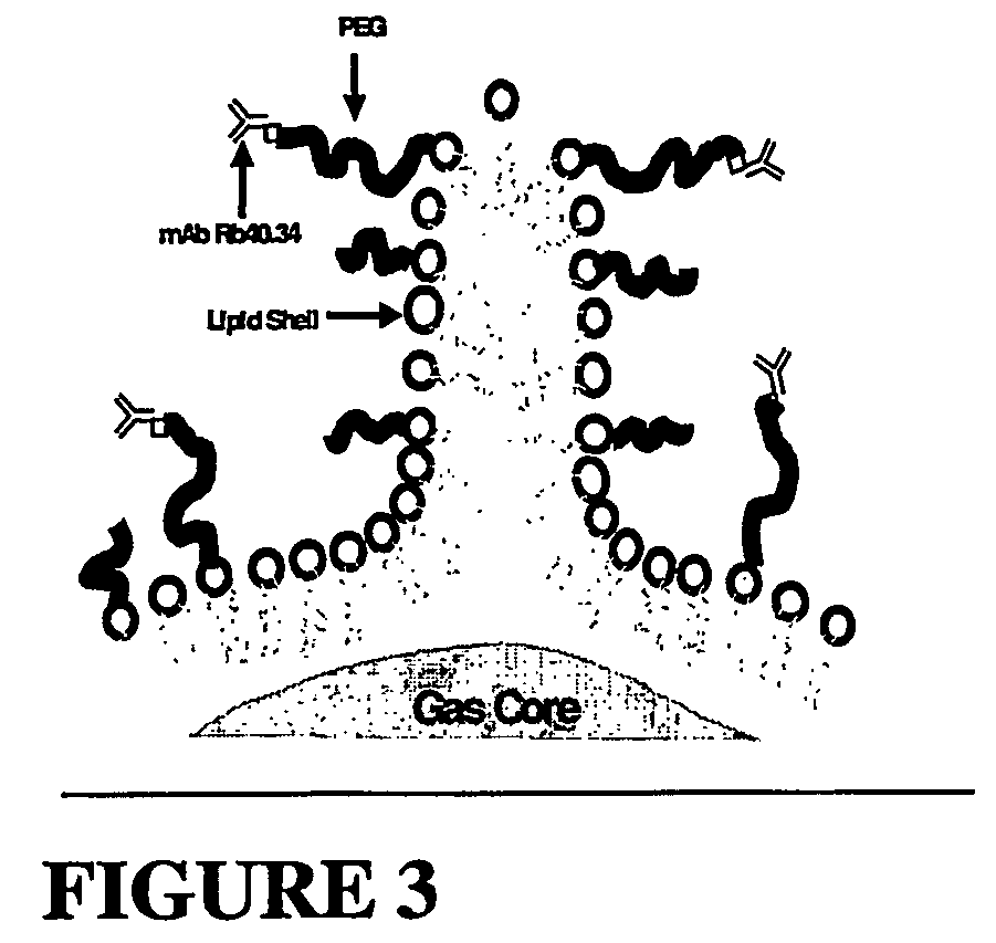 Microbubble compositions, and methods for preparing and using same