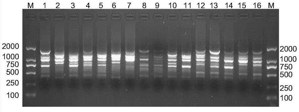 Method for identifying authenticity of sweet potato variety by using inter-simple sequence repeat (ISSR) molecular marker method