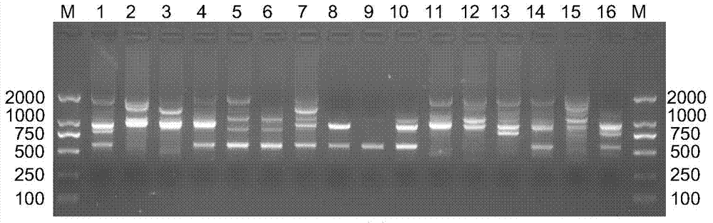 Method for identifying authenticity of sweet potato variety by using inter-simple sequence repeat (ISSR) molecular marker method