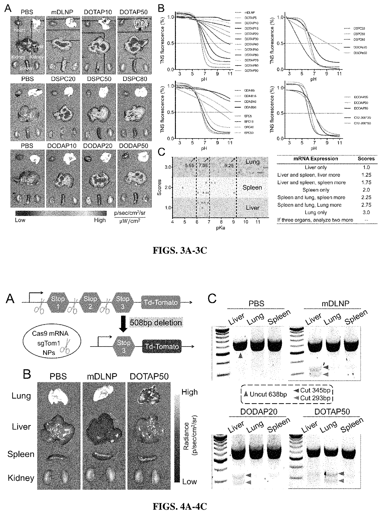 Compositions and methods for organ specific delivery of nucleic acids